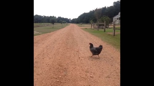 a chicken crossing a road.