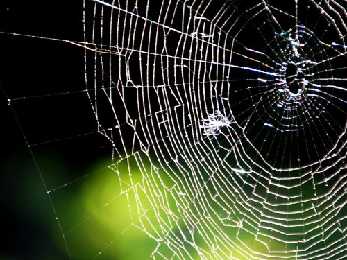 Spider Web by Daniel Orth CC BY-ND 2.0