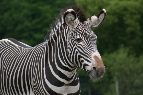 zebra