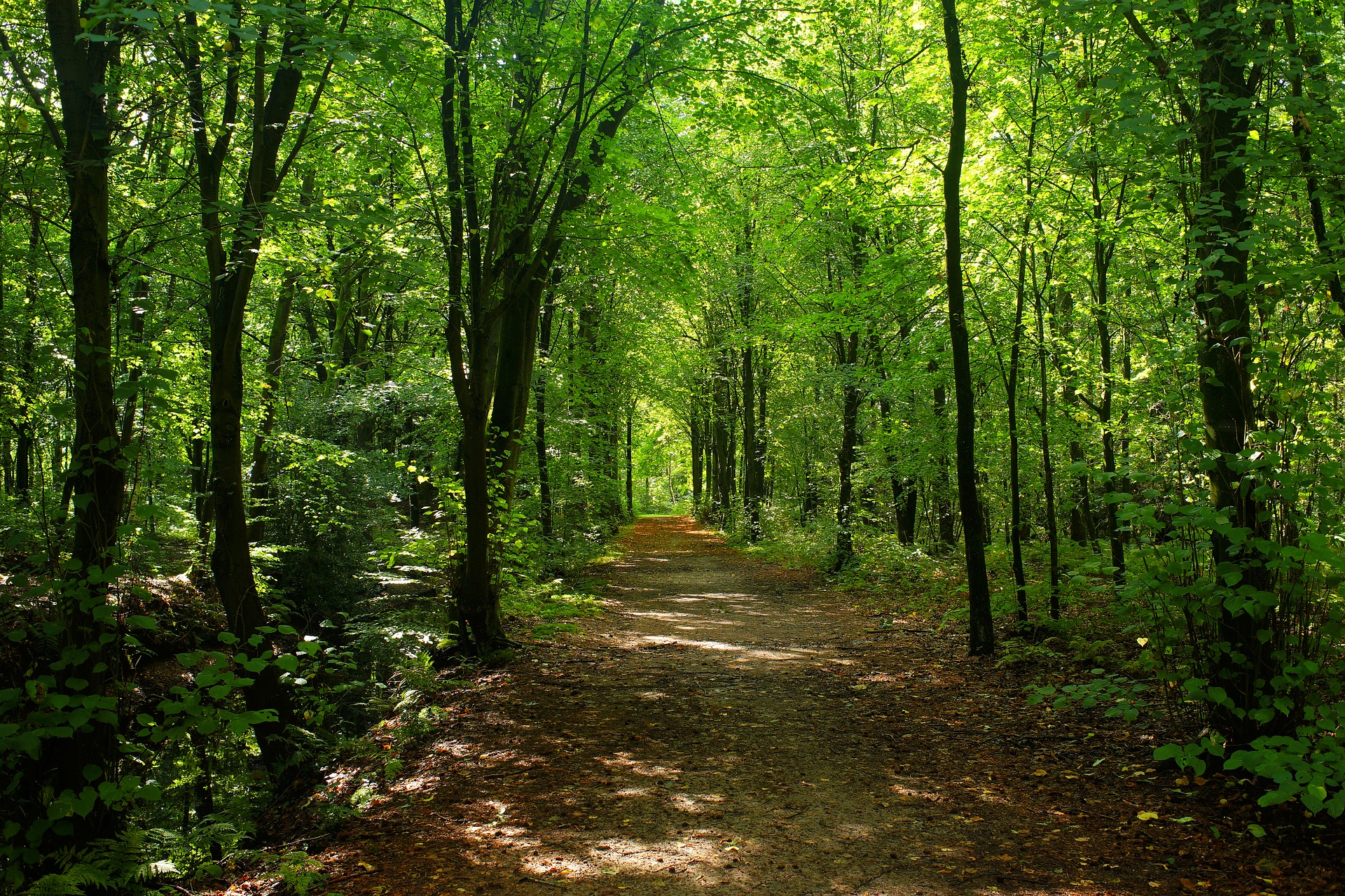 forest