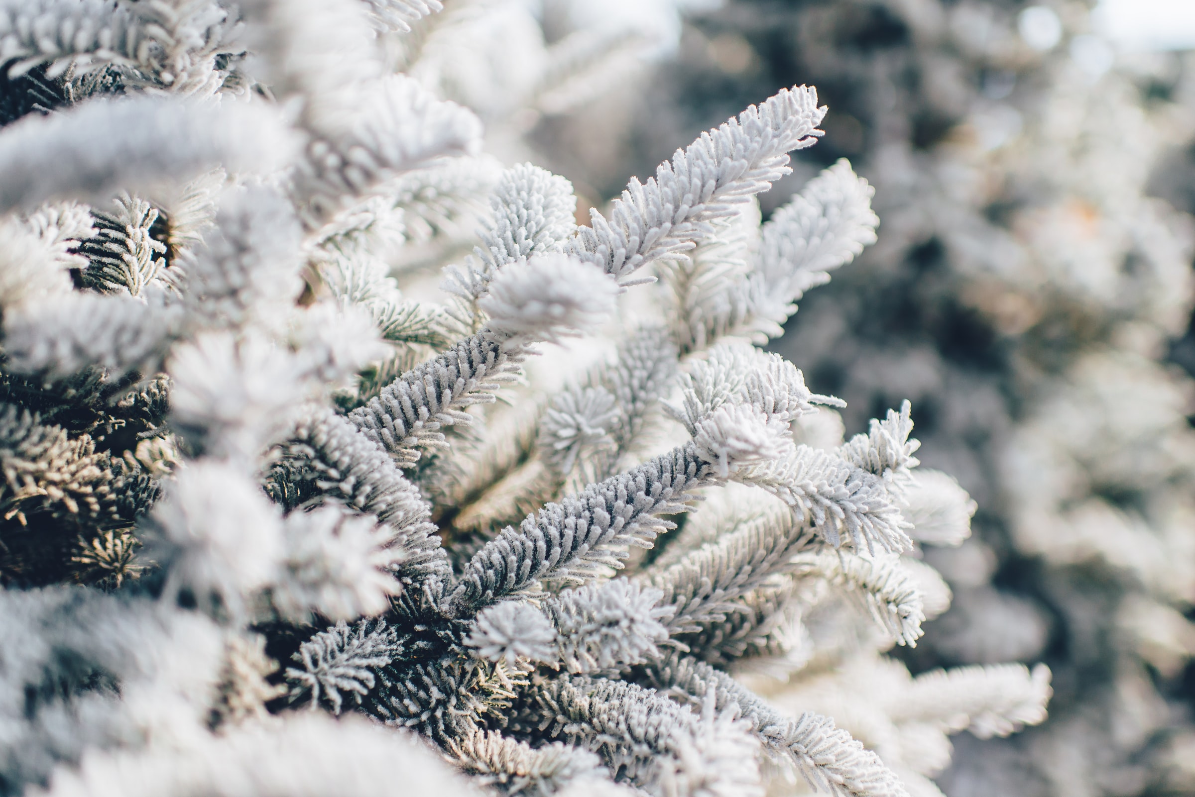 snowy pines