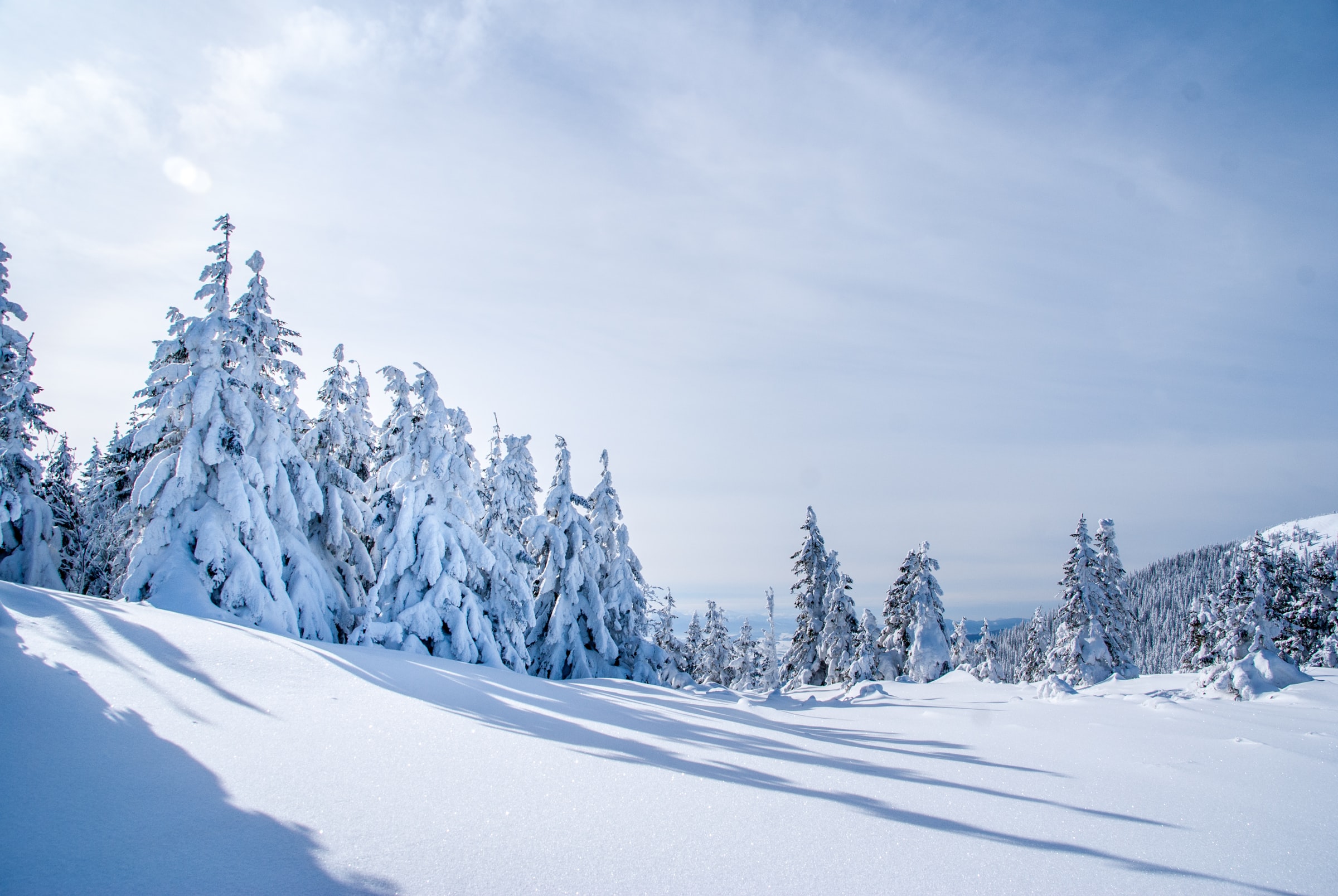 snow covered trees