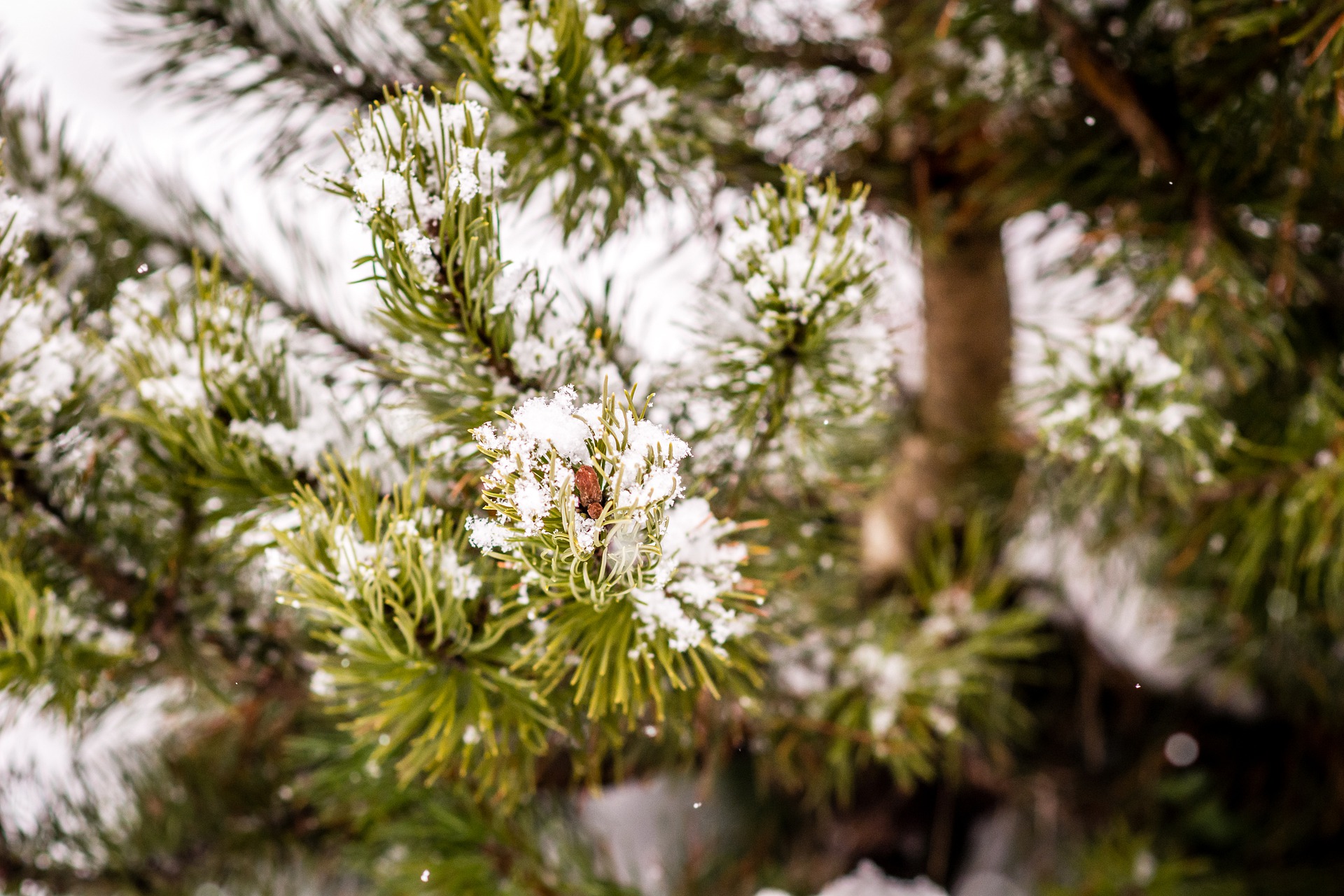 snowy pines
