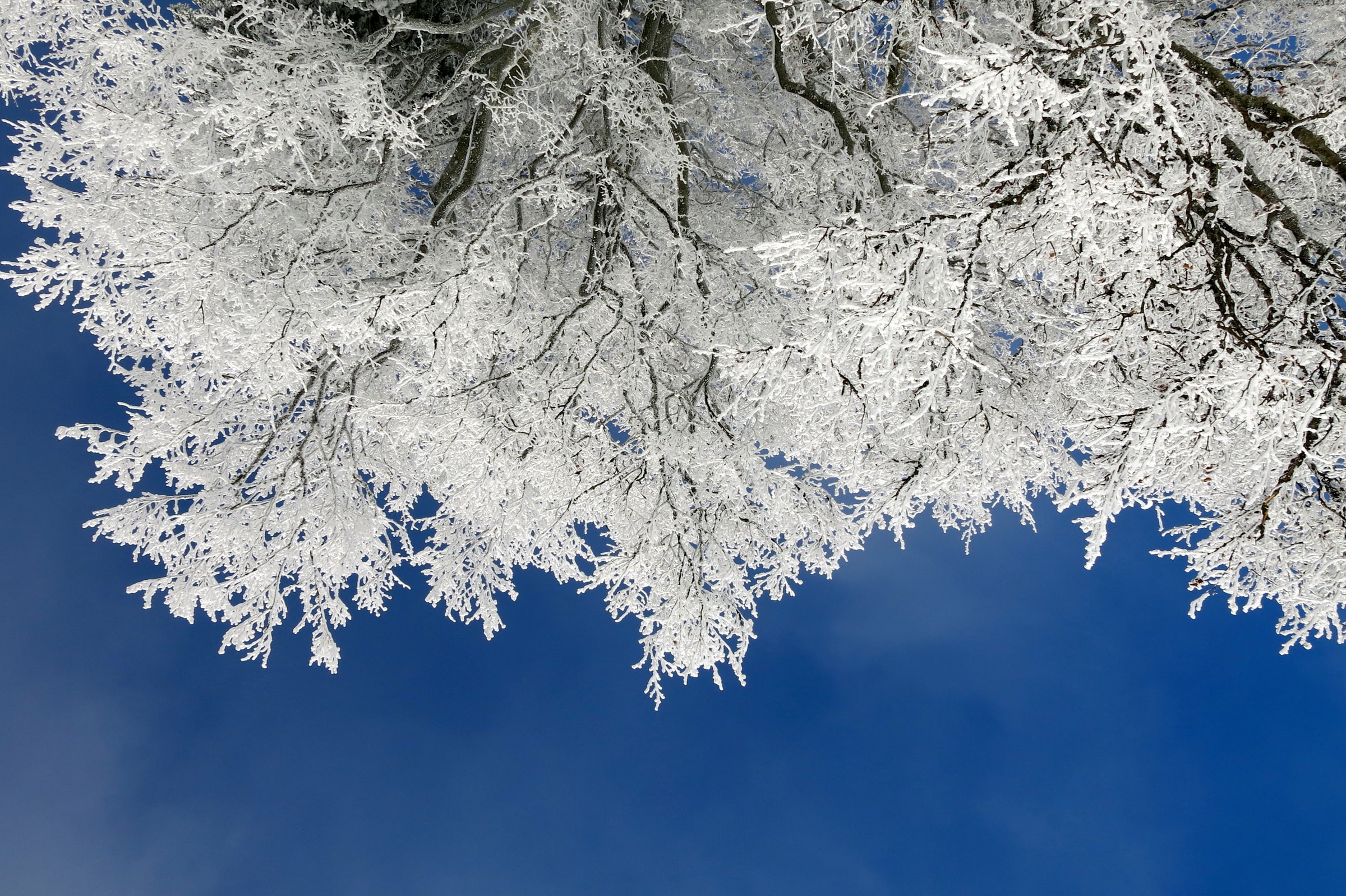 frosty tree
