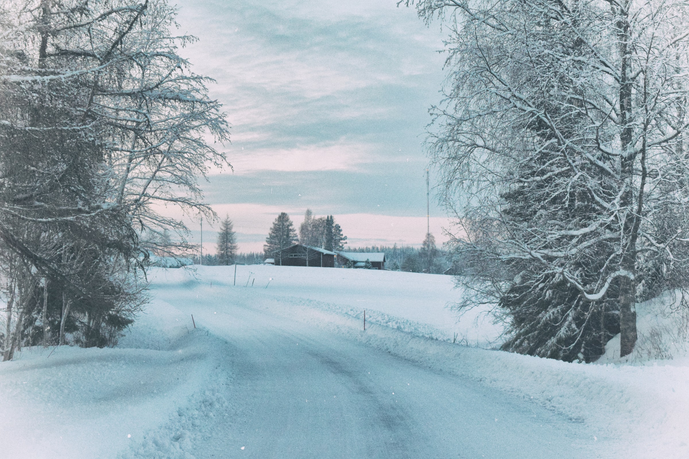 snowy lane with trees